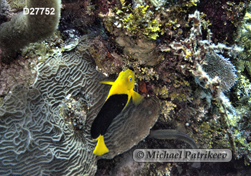 Rock Beauty (Holacanthus tricolor)